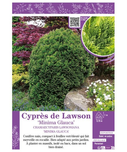 CHAMAECYPARIS LAWSONIANA MINIMA GLAUCA voir Cyprès de Lawson