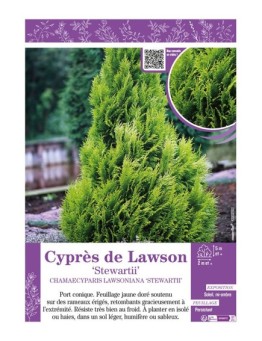 CHAMAECYPARIS LAWSONIANA STEWARTII voir Cyprès de Lawson
