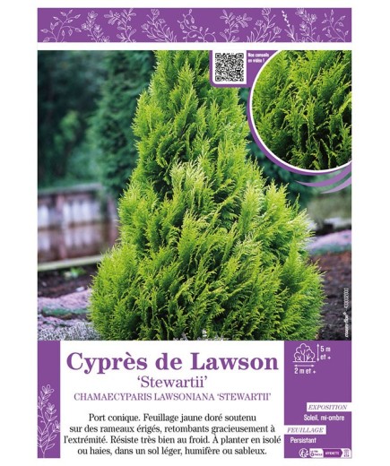 CHAMAECYPARIS LAWSONIANA STEWARTII voir Cyprès de Lawson
