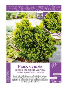 CHAMAECYPARIS OBTUSA AURORA voir Faux cyprès Hinoki du Japon