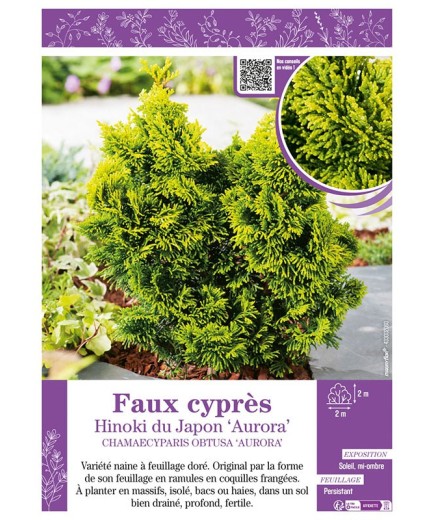 CHAMAECYPARIS OBTUSA AURORA voir Faux cyprès Hinoki du Japon