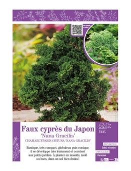 CHAMAECYPARIS OBTUSA NANA GRACILIS voir Faux cyprès du Japon