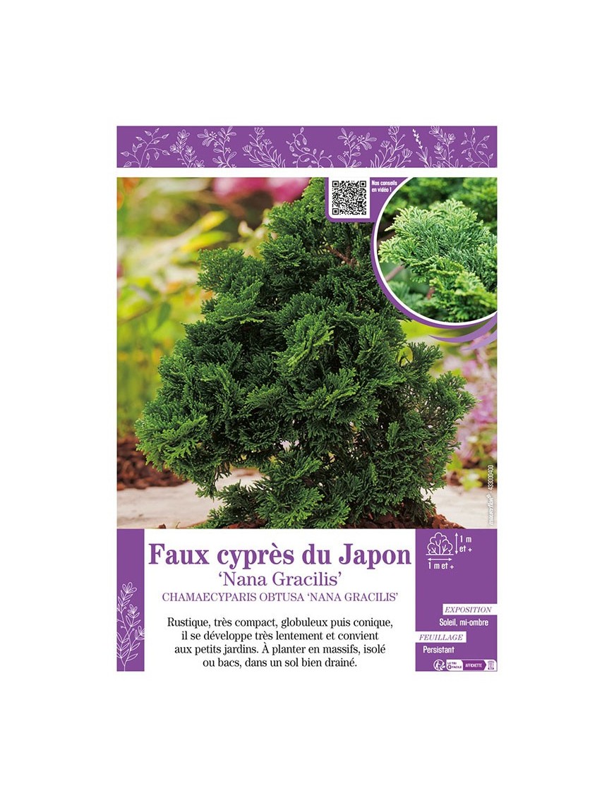 CHAMAECYPARIS OBTUSA NANA GRACILIS voir Faux cyprès du Japon