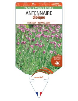 ANTENNARIA dioica voir Antennaire dioïque
