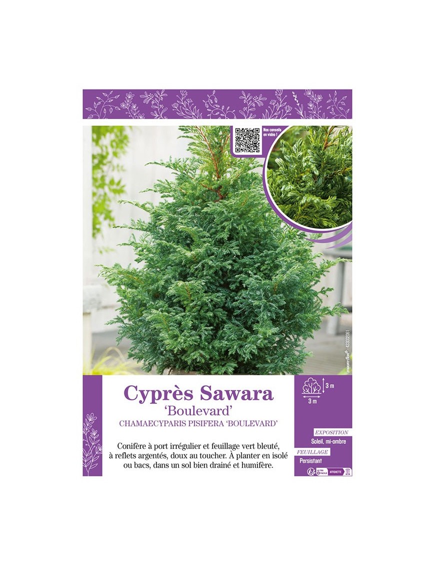 CHAMAECYPARIS PISIFERA BOULEVARD voir Cyprès Sawara