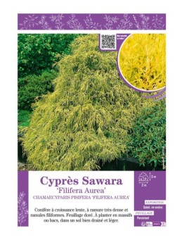 CHAMAECYPARIS PISIFERA FILIFERA AUREA voir Cyprès Sawara