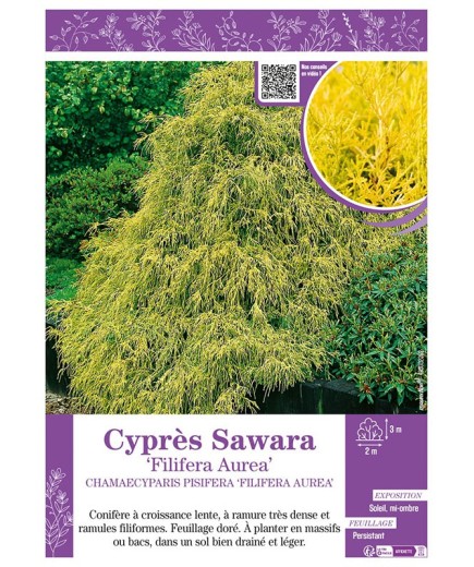 CHAMAECYPARIS PISIFERA FILIFERA AUREA voir Cyprès Sawara