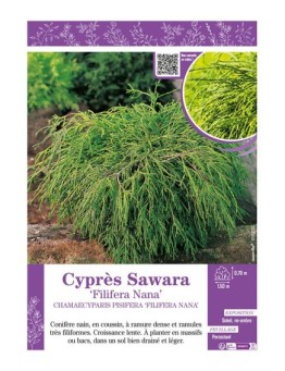 CHAMAECYPARIS PISIFERA FILIFERA NANA voir Cyprès Sawara