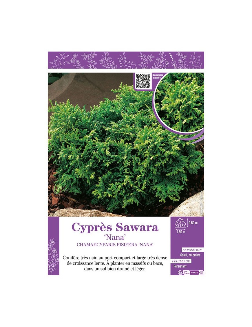 CHAMAECYPARIS PISIFERA NANA voir Cyprès Sawara