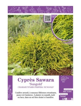 CHAMAECYPARIS PISIFERA SUNGOLD voir Cyprès Sawara