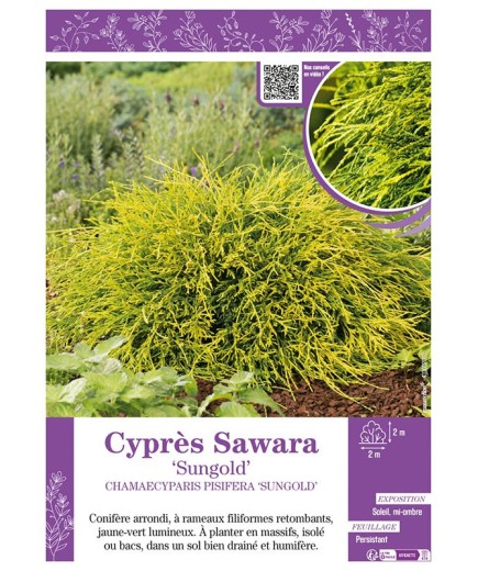 CHAMAECYPARIS PISIFERA SUNGOLD voir Cyprès Sawara