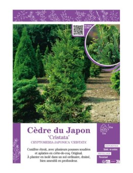 CRYPTOMERIA JAPONICA CRISTATA voir CÈDRE DU JAPON