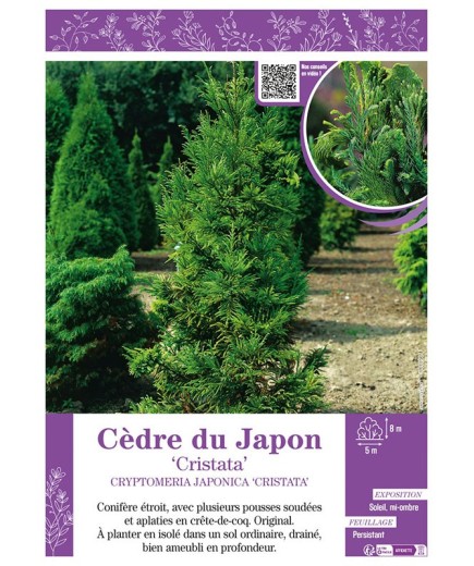 CRYPTOMERIA JAPONICA CRISTATA voir CÈDRE DU JAPON