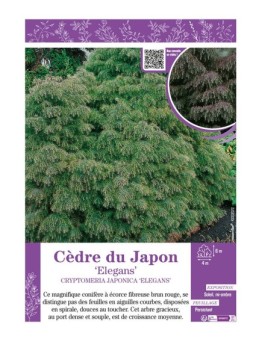 CRYPTOMERIA JAPONICA ELEGANS voir CÈDRE DU JAPON