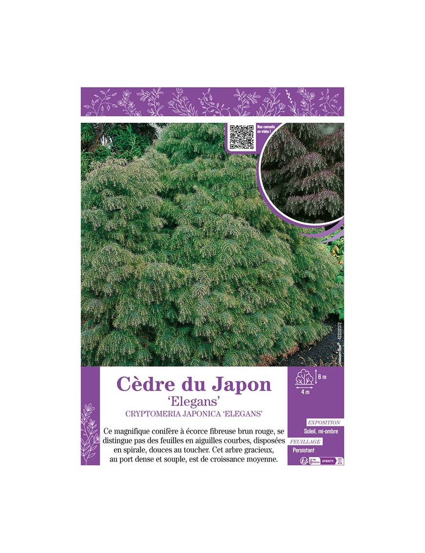 CRYPTOMERIA JAPONICA ELEGANS voir CÈDRE DU JAPON