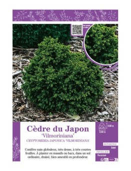 CRYPTOMERIA JAPONICA VILMORINIANA voir CÈDRE DU JAPON