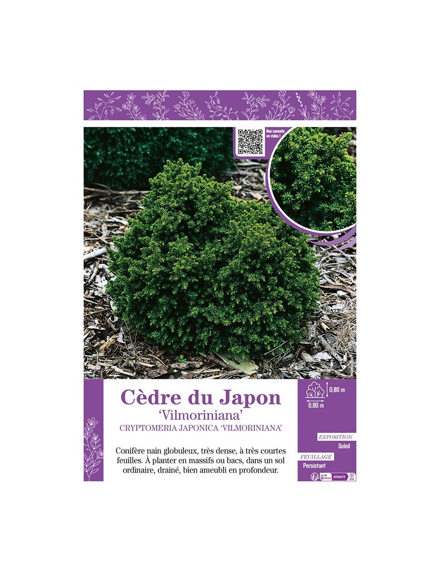 CRYPTOMERIA JAPONICA VILMORINIANA voir CÈDRE DU JAPON