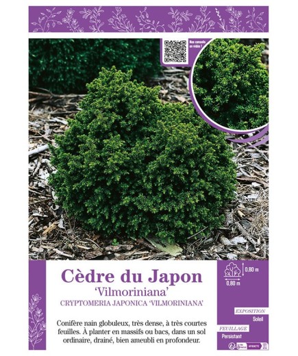 CRYPTOMERIA JAPONICA VILMORINIANA voir CÈDRE DU JAPON