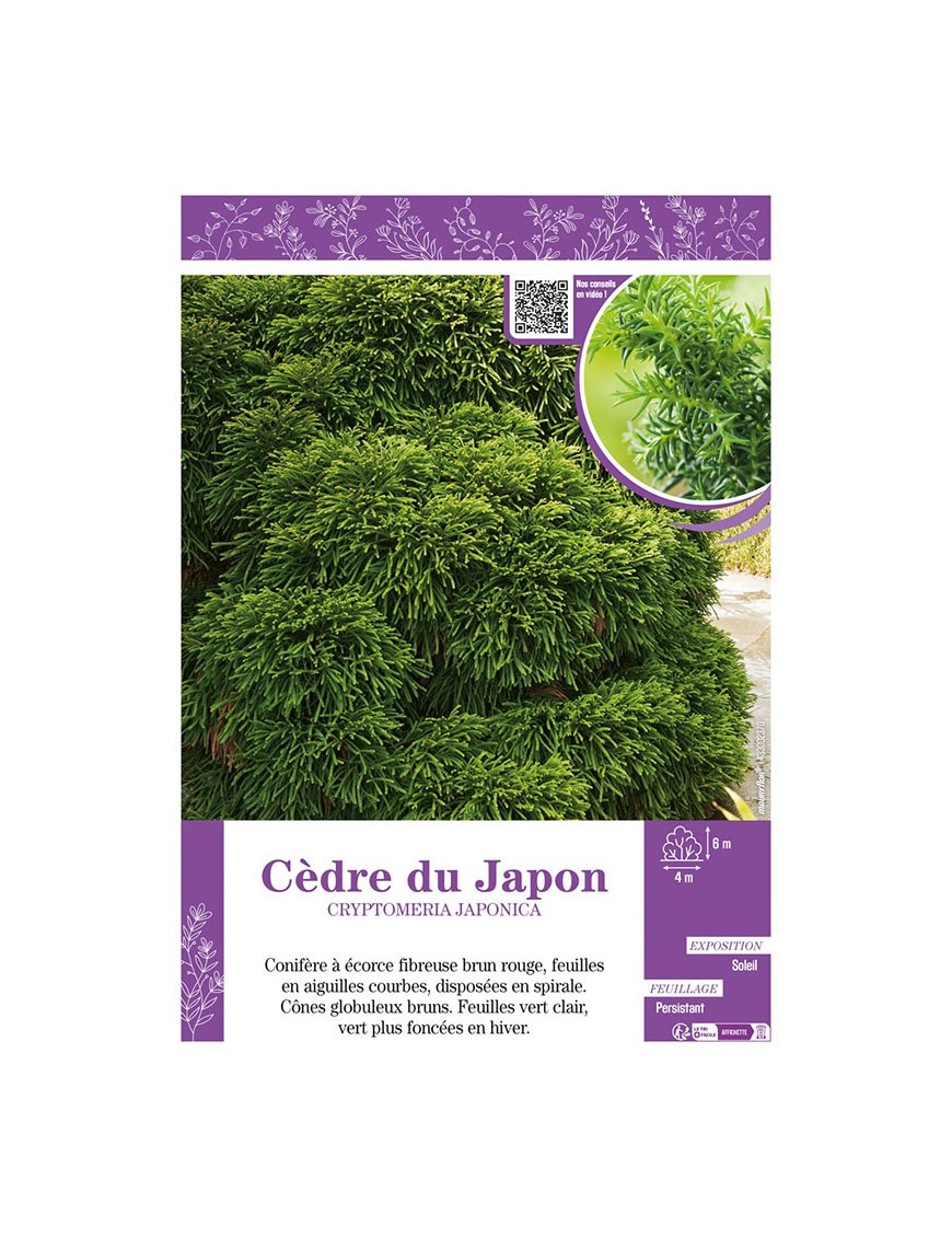 CRYPTOMERIA JAPONICA voir CÈDRE DU JAPON