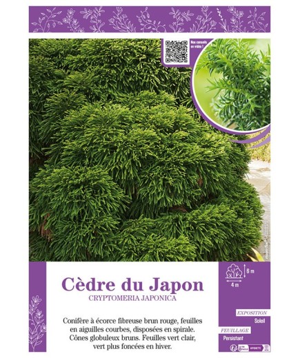 CRYPTOMERIA JAPONICA voir CÈDRE DU JAPON