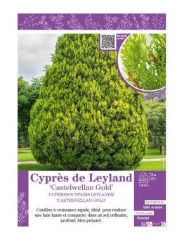 CUPRESSOCYPARIS LEYLANDII CASTELWELLAN GOLD voir Cyprès de Leyland