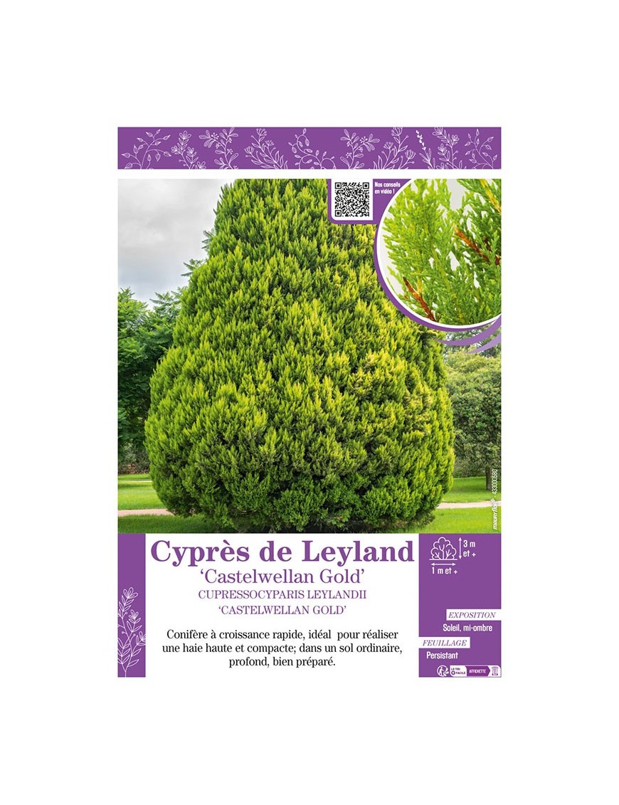 CUPRESSOCYPARIS LEYLANDII CASTELWELLAN GOLD voir Cyprès de Leyland