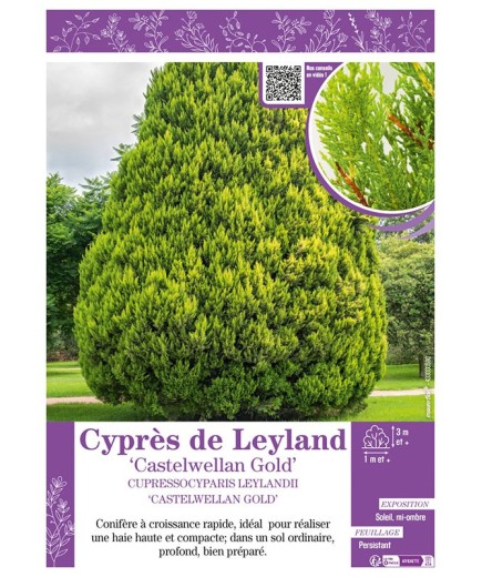 CUPRESSOCYPARIS LEYLANDII CASTELWELLAN GOLD voir Cyprès de Leyland
