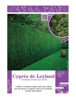 CUPRESSOCYPARIS LEYLANDII voir CYPRÈS DE LEYLAND