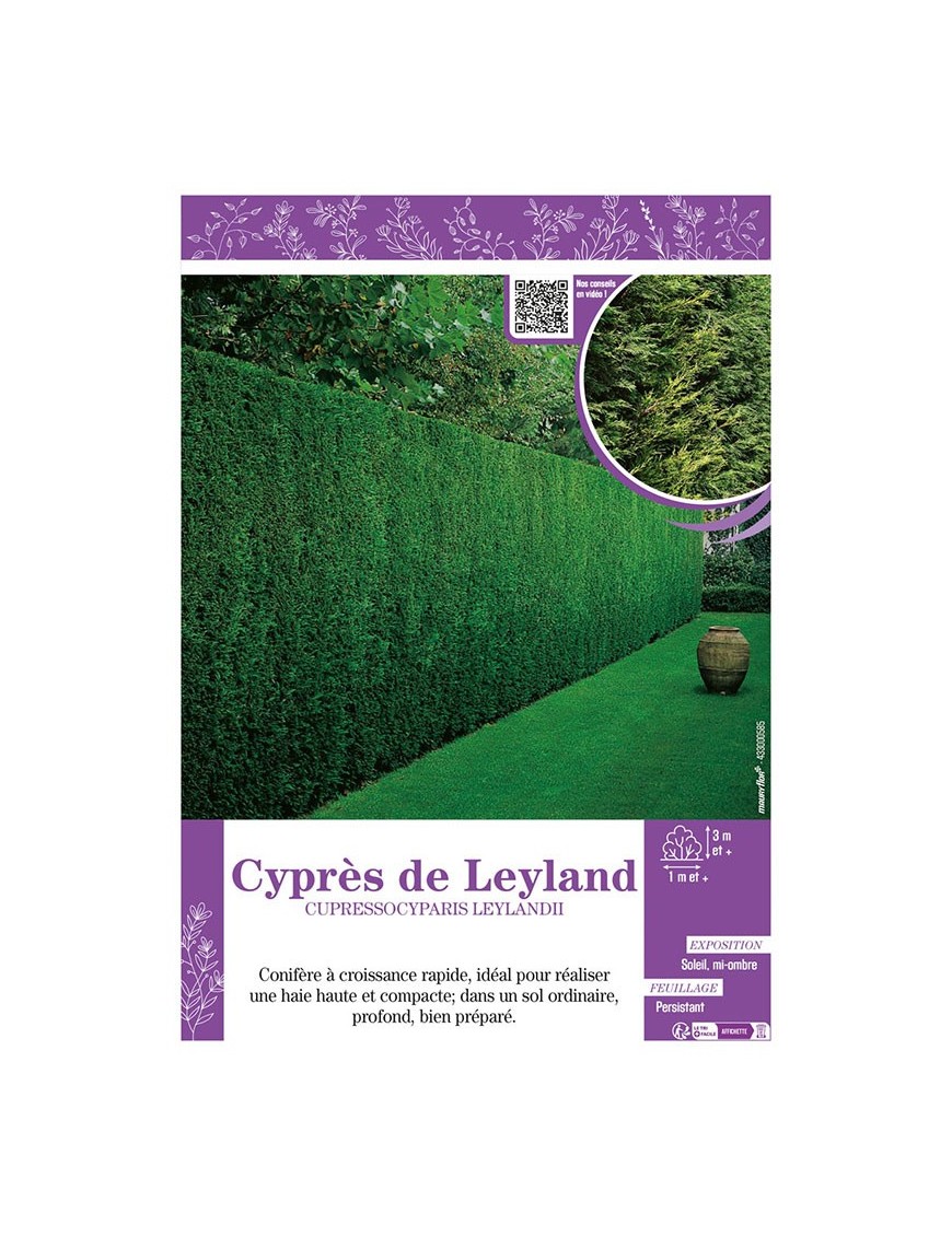 CUPRESSOCYPARIS LEYLANDII voir CYPRÈS DE LEYLAND