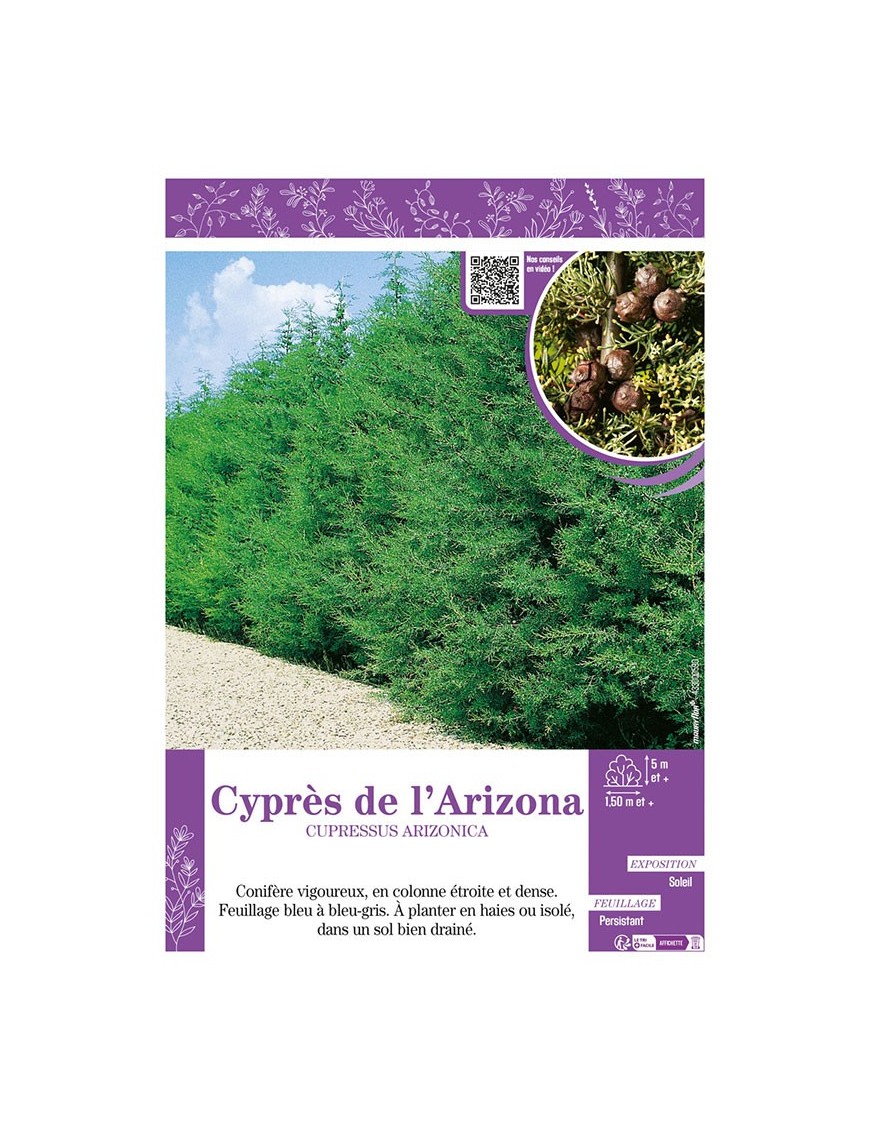 CUPRESSUS ARIZONICA voir CYPRÈS DE L'ARIZONA