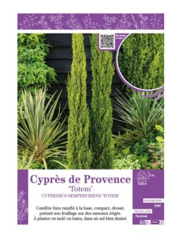 CUPRESSUS SEMPERVIRENS TOTEM voir CYPRÈS DE PROVENCE