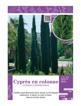 CUPRESSUS SEMPERVIRENS voir CYPRÈS EN COLONNE
