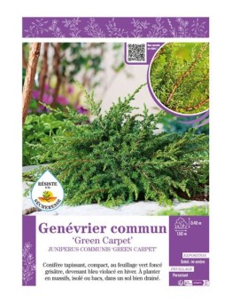 JUNIPERUS COMMUNIS GREEN CARPET voir Genévrier commun