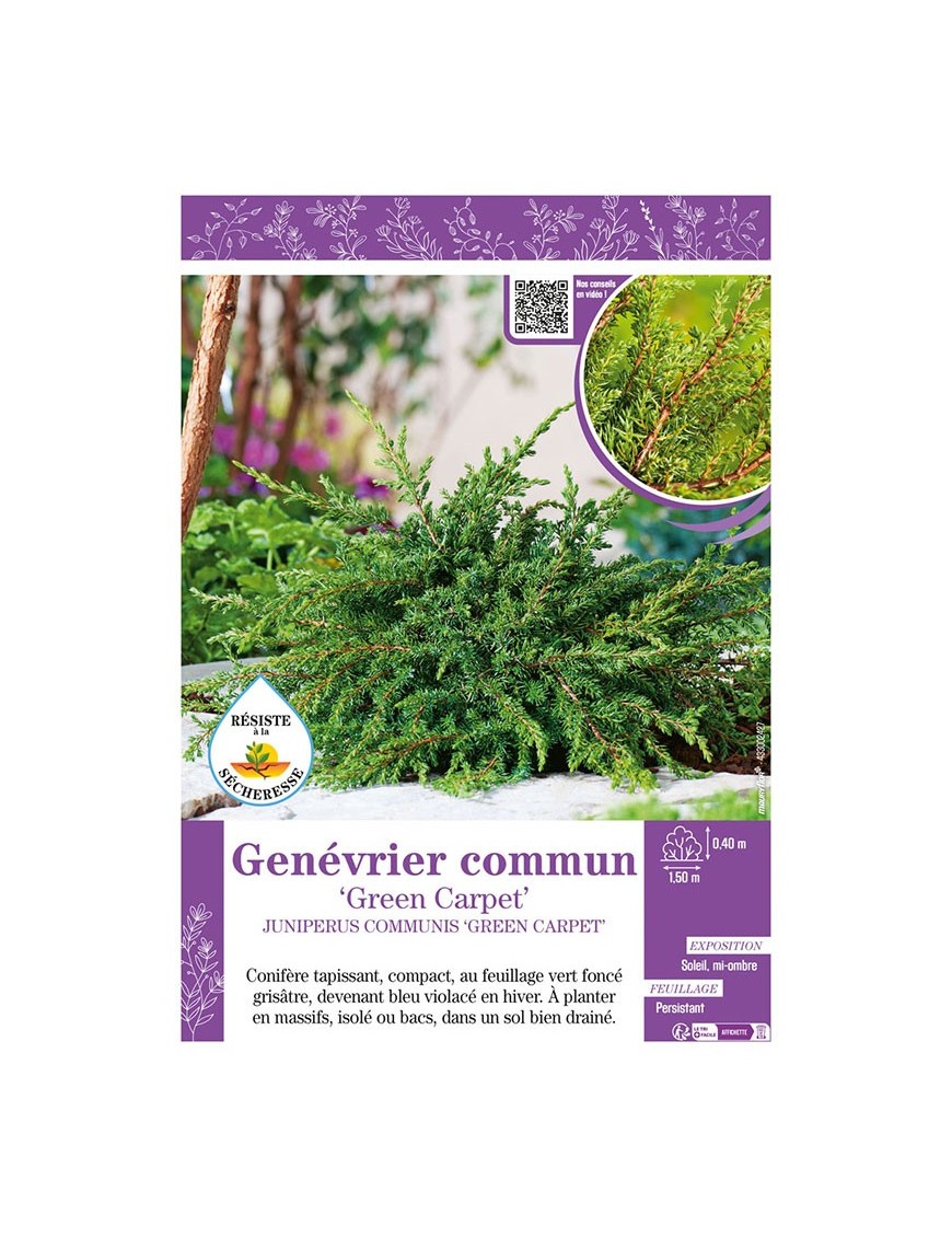 JUNIPERUS COMMUNIS GREEN CARPET voir Genévrier commun