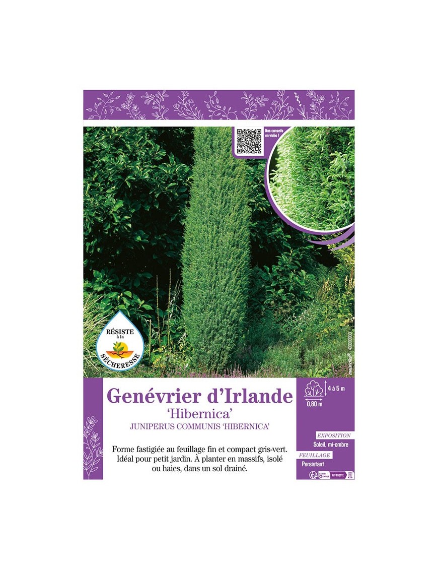 JUNIPERUS COMMUNIS HIBERNICA voir GENÉVRIER D'IRLANDE