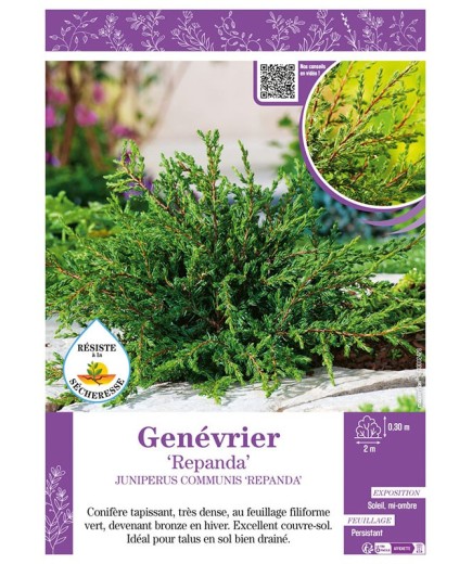 JUNIPERUS COMMUNIS REPANDA voir GENÉVRIER
