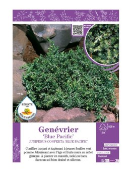 JUNIPERUS CONFERTA BLUE PACIFIC voir GENÉVRIER
