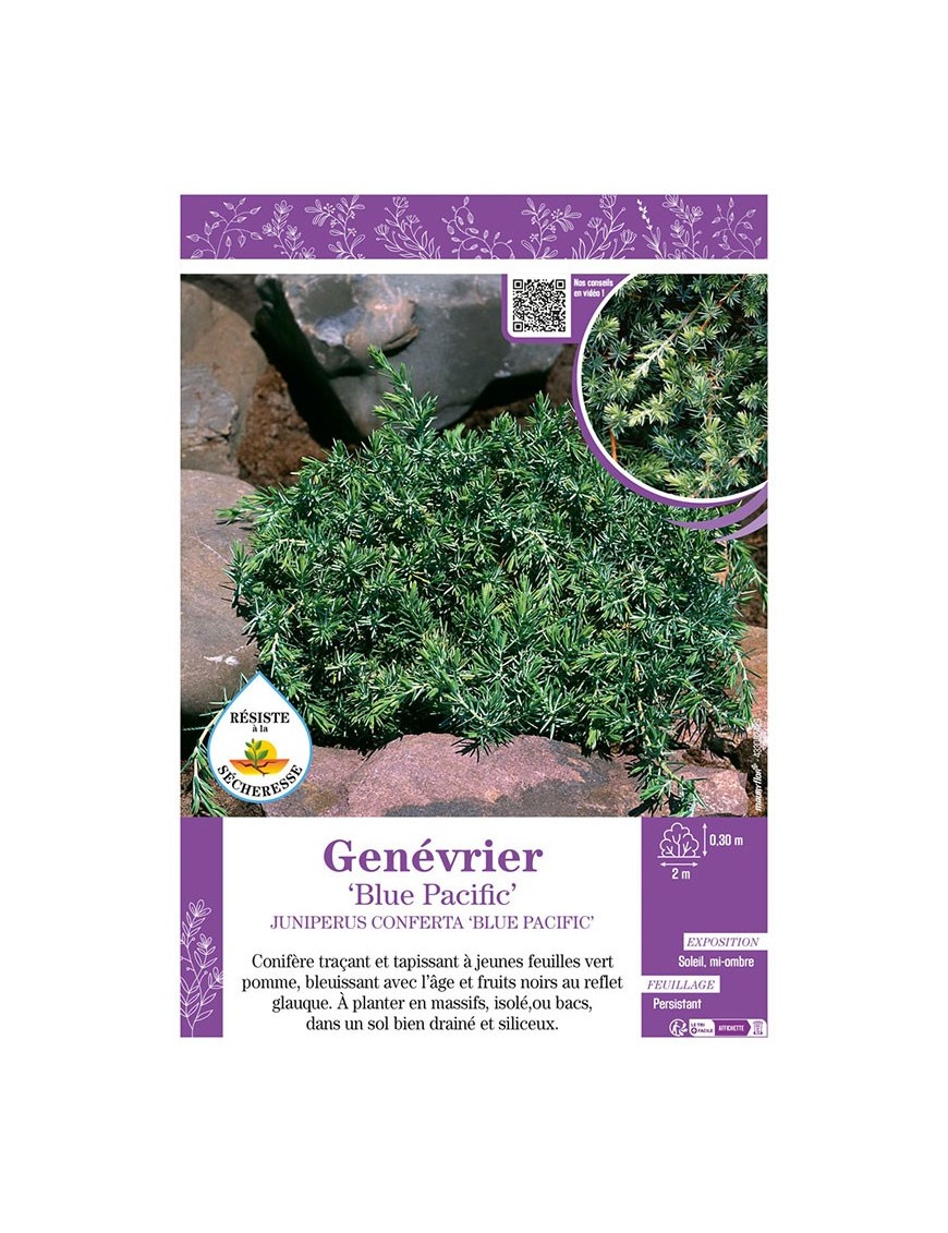 JUNIPERUS CONFERTA BLUE PACIFIC voir GENÉVRIER