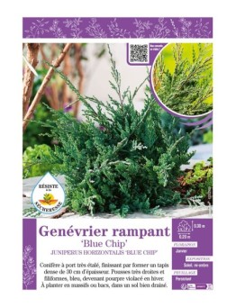JUNIPERUS HORIZONTALIS BLUE CHIP voir Genévrier rampant