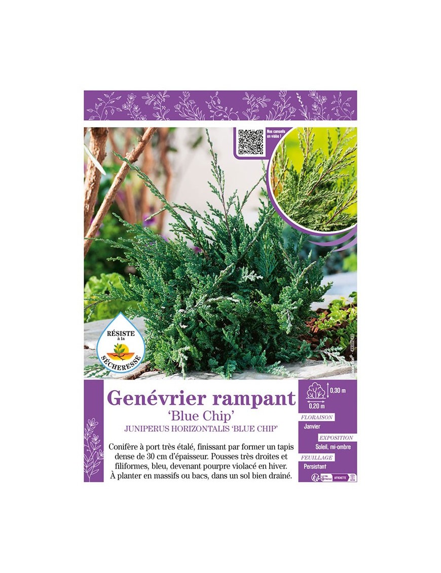 JUNIPERUS HORIZONTALIS BLUE CHIP voir Genévrier rampant