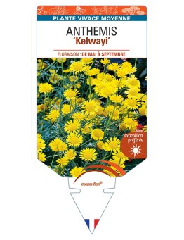 ANTHEMIS (tinctoria) Kelwayi