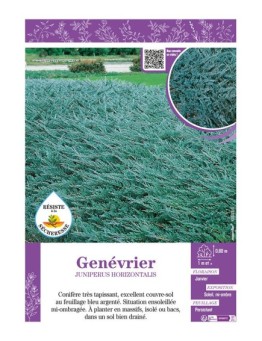 JUNIPERUS HORIZONTALIS voir GENÉVRIER (bleu)