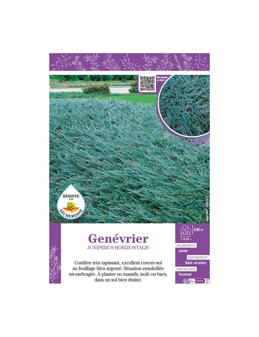 JUNIPERUS HORIZONTALIS voir GENÉVRIER (bleu)