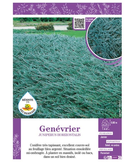 JUNIPERUS HORIZONTALIS voir GENÉVRIER (bleu)