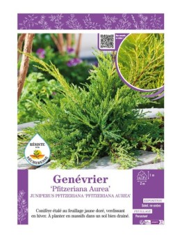 JUNIPERUS PFITZERIANA AUREA voir GENÉVRIER