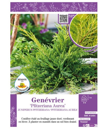 JUNIPERUS PFITZERIANA AUREA voir GENÉVRIER