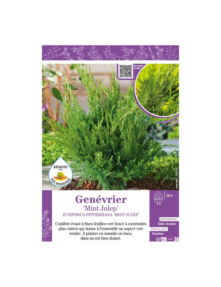 JUNIPERUS PFITZERIANA MINT JULEP voir GENÉVRIER