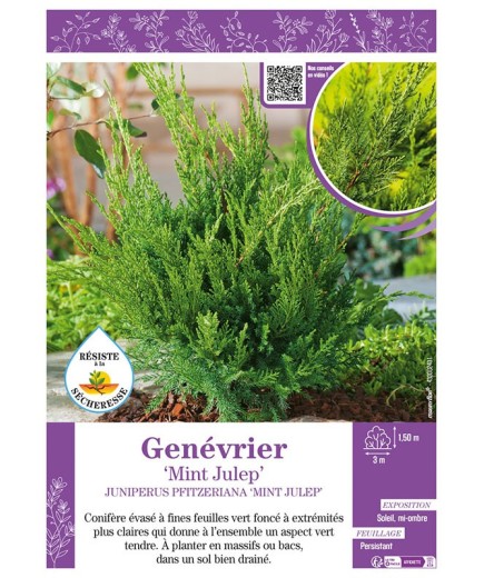 JUNIPERUS PFITZERIANA MINT JULEP voir GENÉVRIER