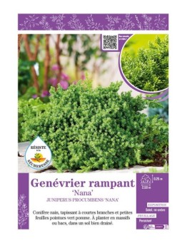 JUNIPERUS PROCUMBENS NANA voir Genévrier rampant