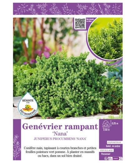 JUNIPERUS PROCUMBENS NANA voir Genévrier rampant
